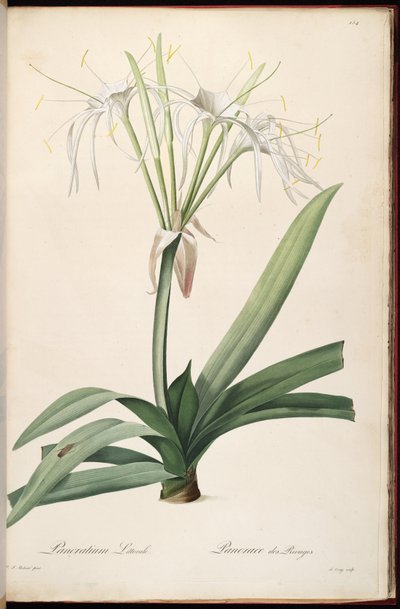 Hymenocallis littoralis - Pierre Joseph Redouté